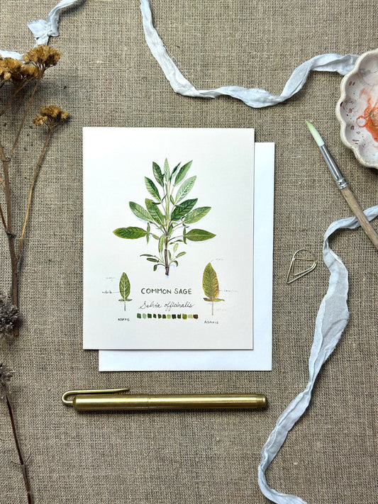 Common Sage Botanical Blank Notecard