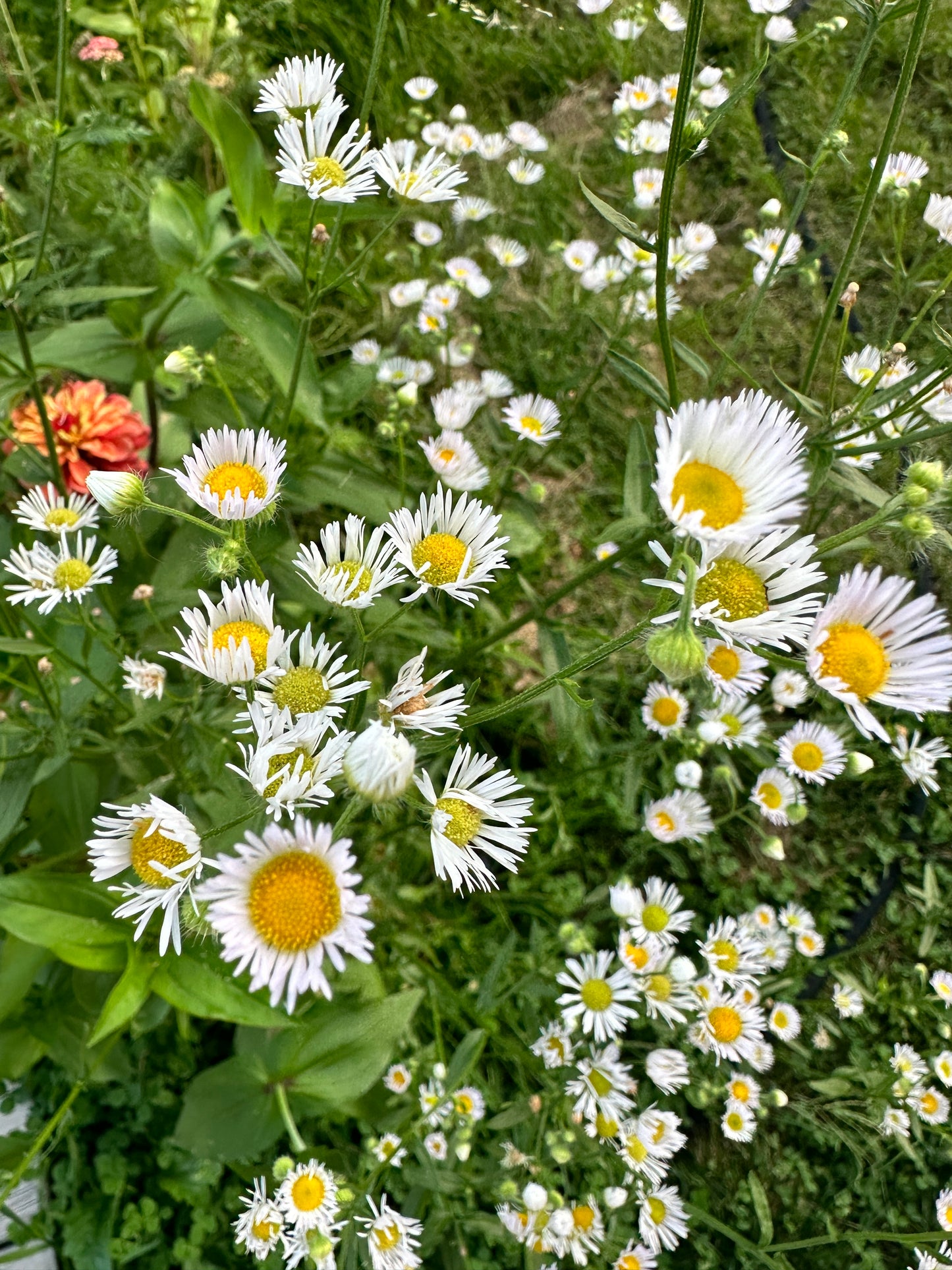 Zinnias & Asters Art Print