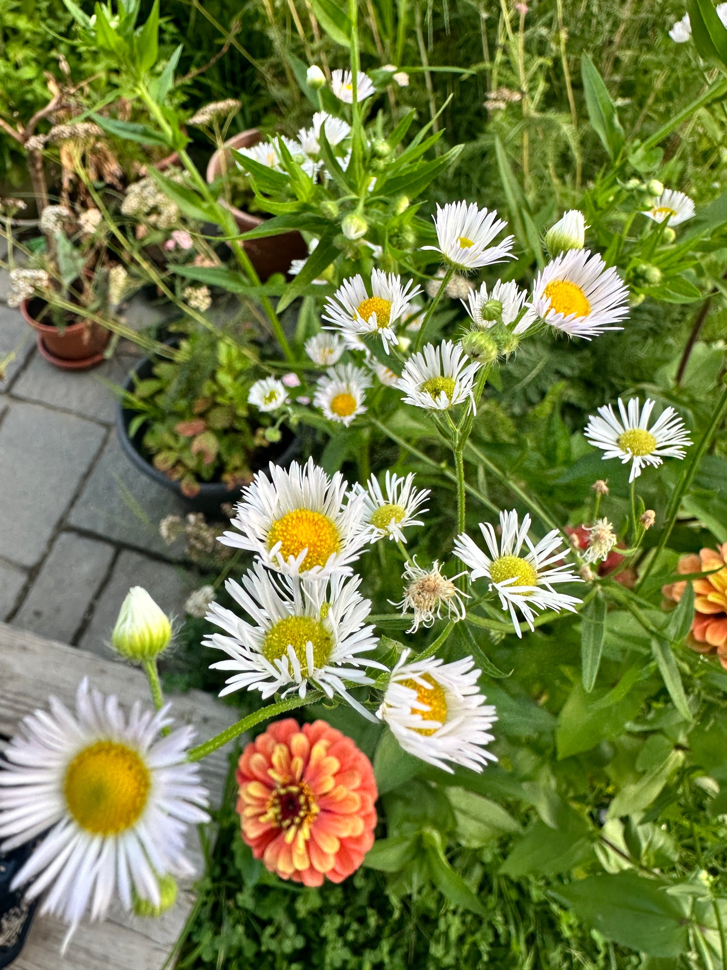 Zinnias & Asters Art Print