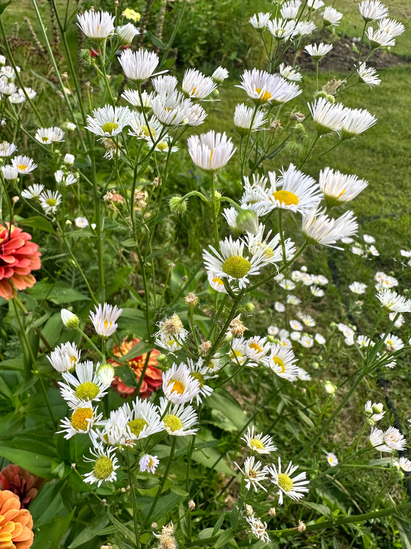 Zinnias & Asters Art Print