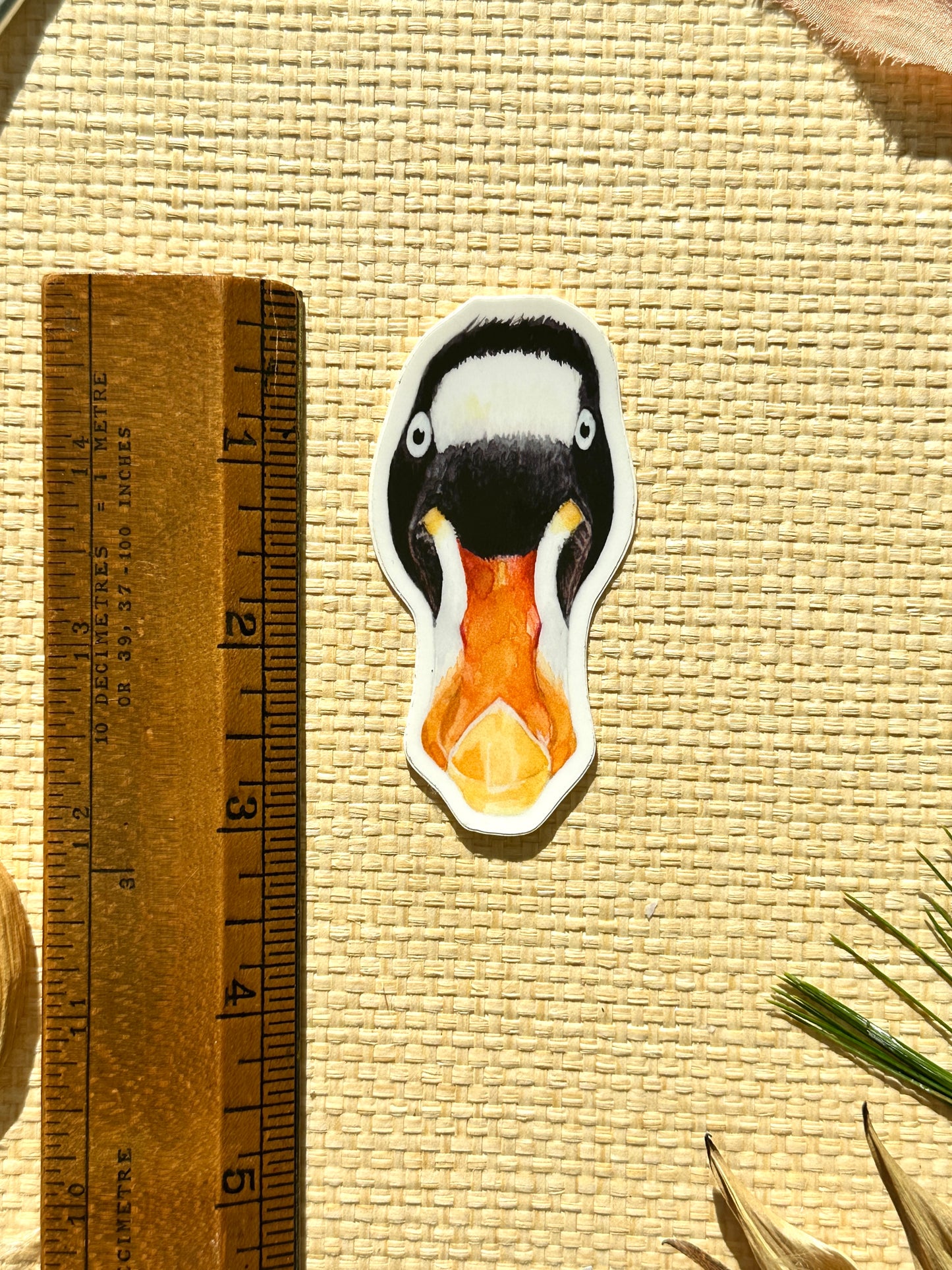 Surf Scoter Vinyl Decal Bumper Sticker