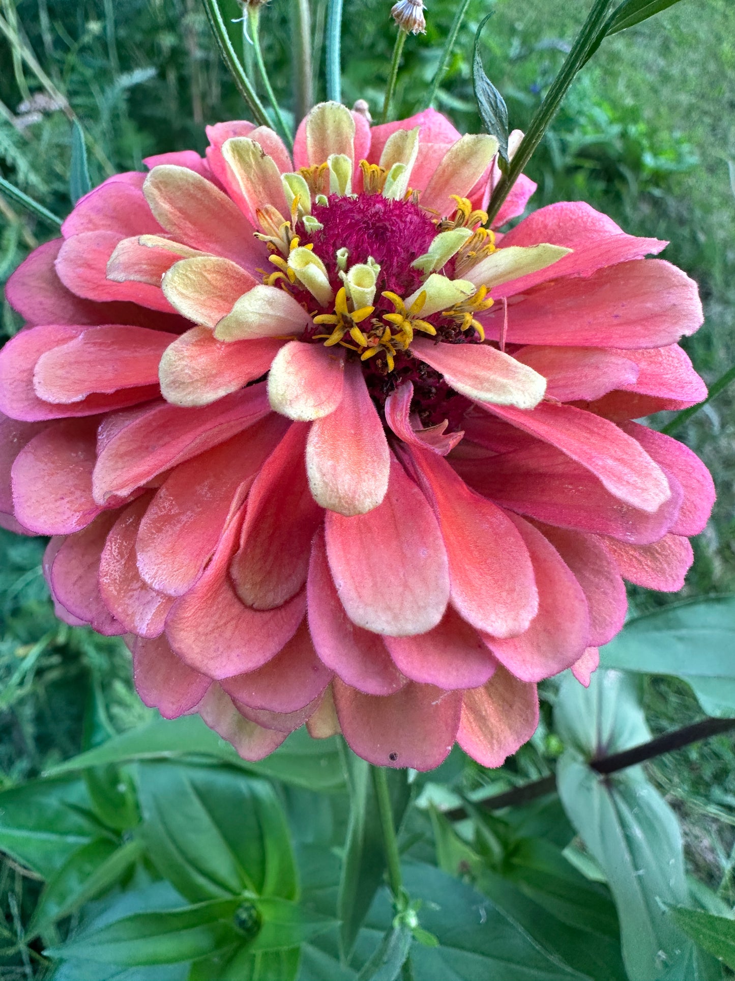 Zinnias & Asters Art Print