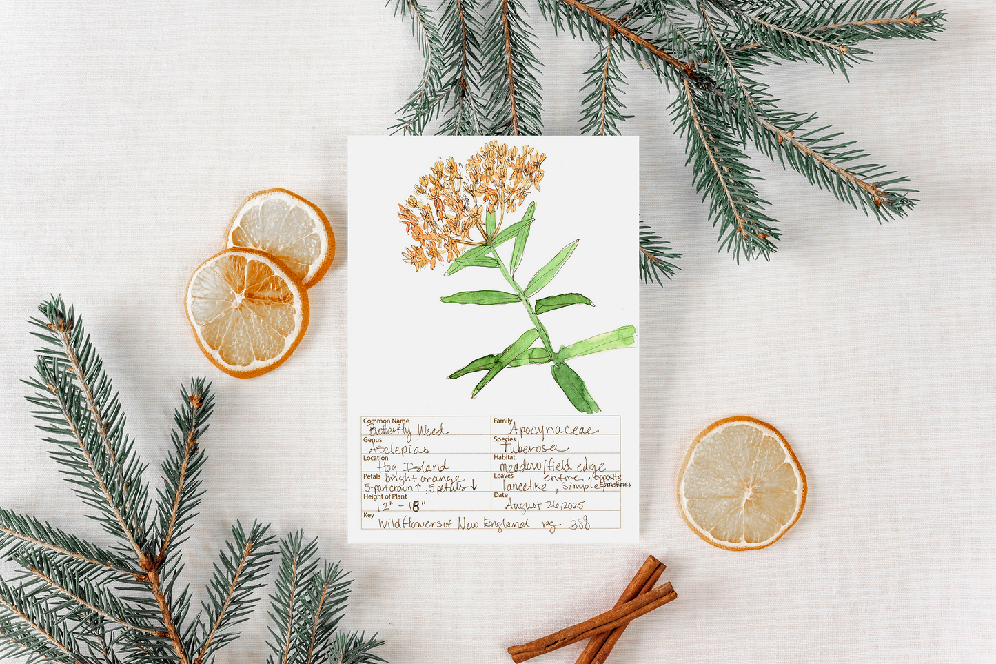 Butterfly Weed Wildflower Print