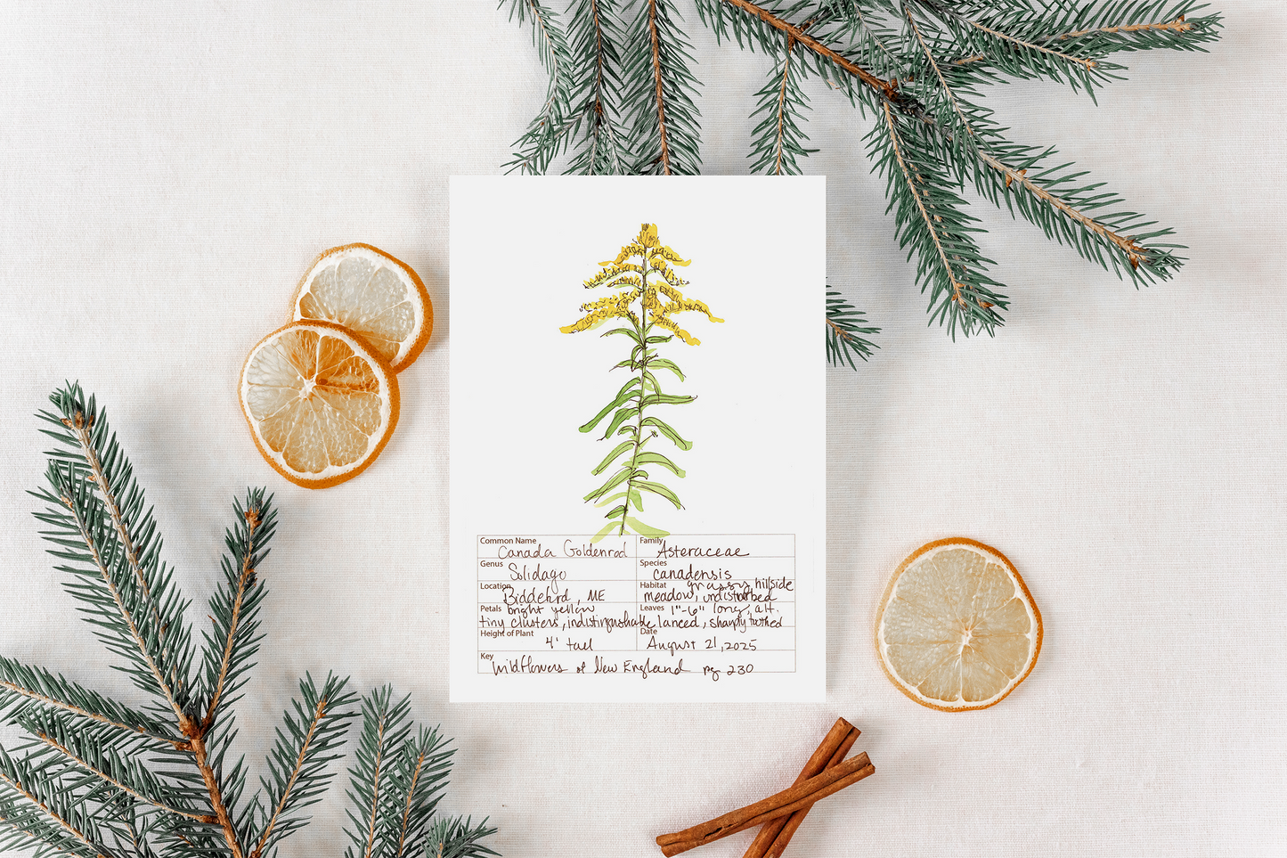 Canada Goldenrod Wildflower Print