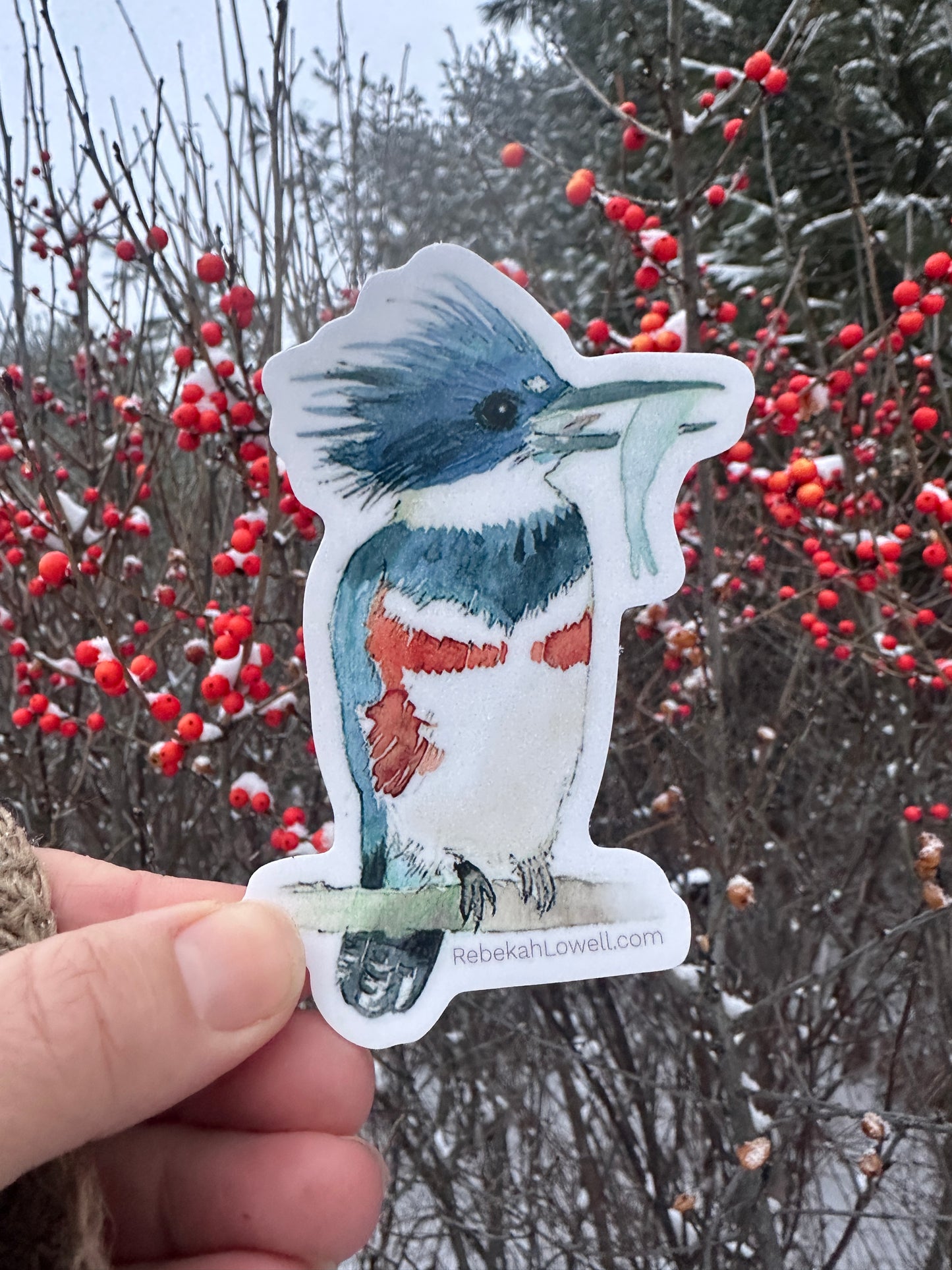 Belted Kingfisher Decal Bumper Sticker