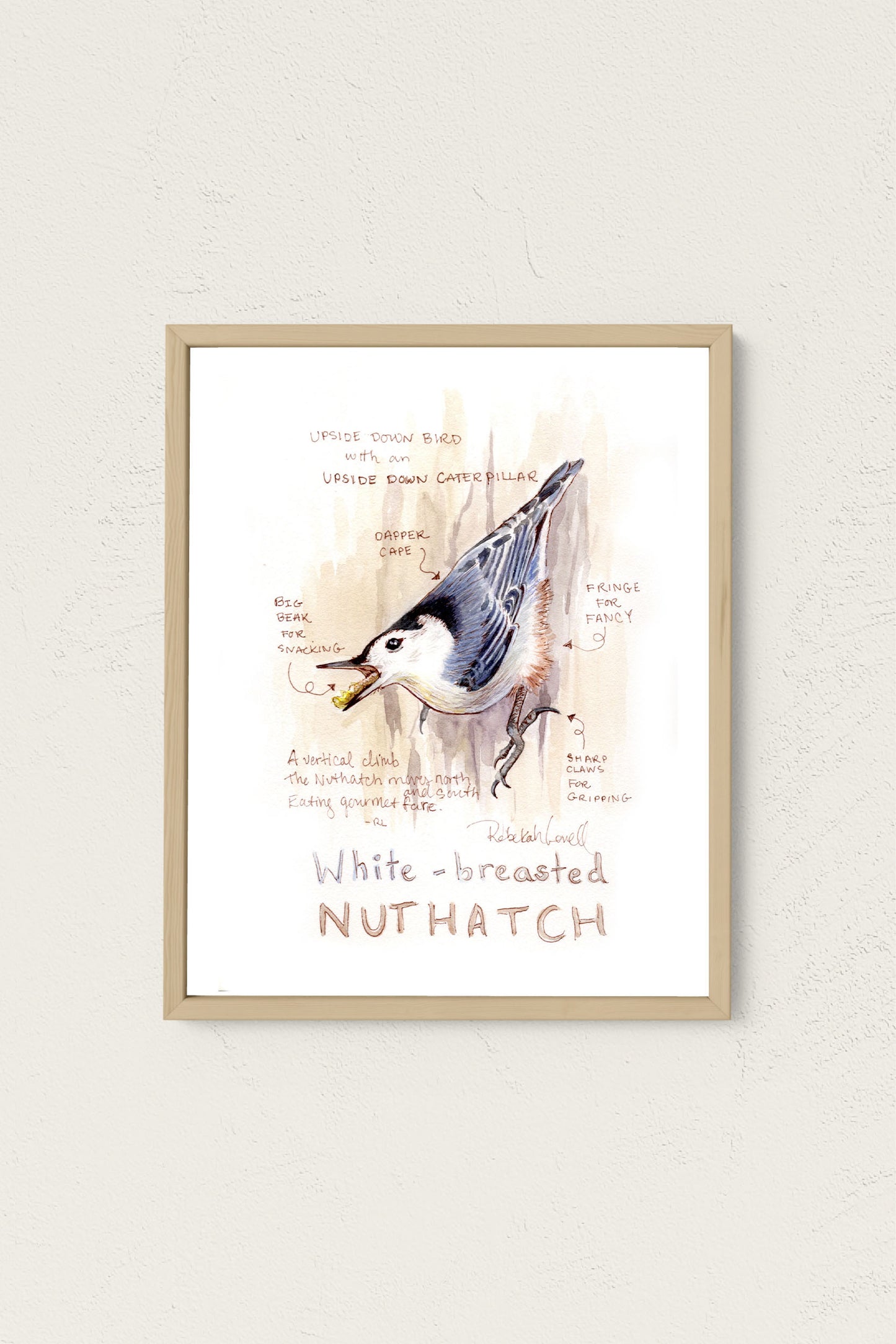 "Upside Down Snack" White-breasted Nuthatch Art Print by Rebekah Lowell for Birdability Week 2024