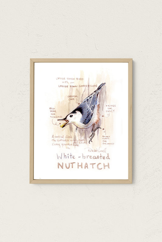 "Upside Down Snack" White-breasted Nuthatch Art Print by Rebekah Lowell for Birdability Week 2024