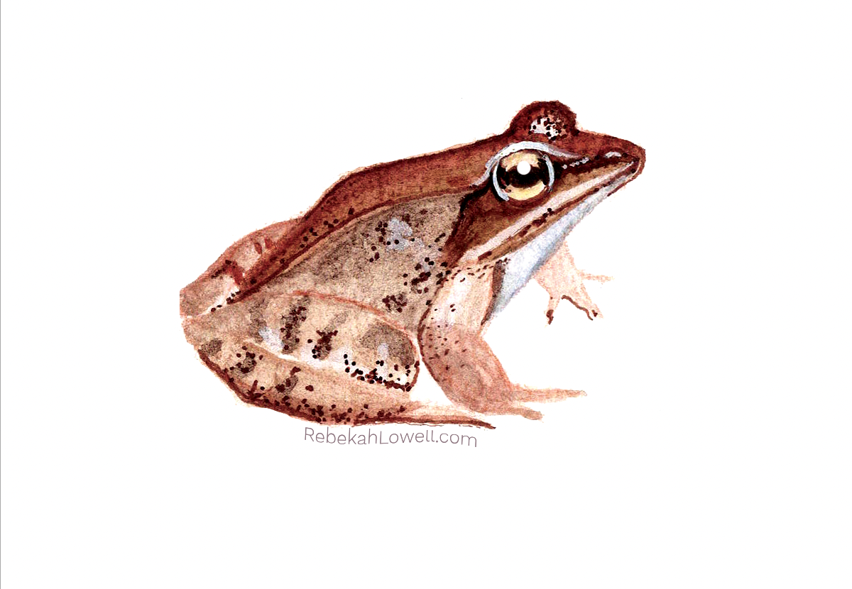 Wood Frog Decal Bumper Sticker
