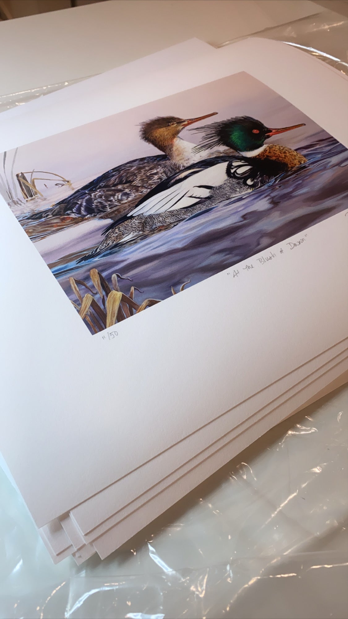 2020 Maine Duck Stamp Print, "At the Blush of Dawn",  Red-breasted Mergansers