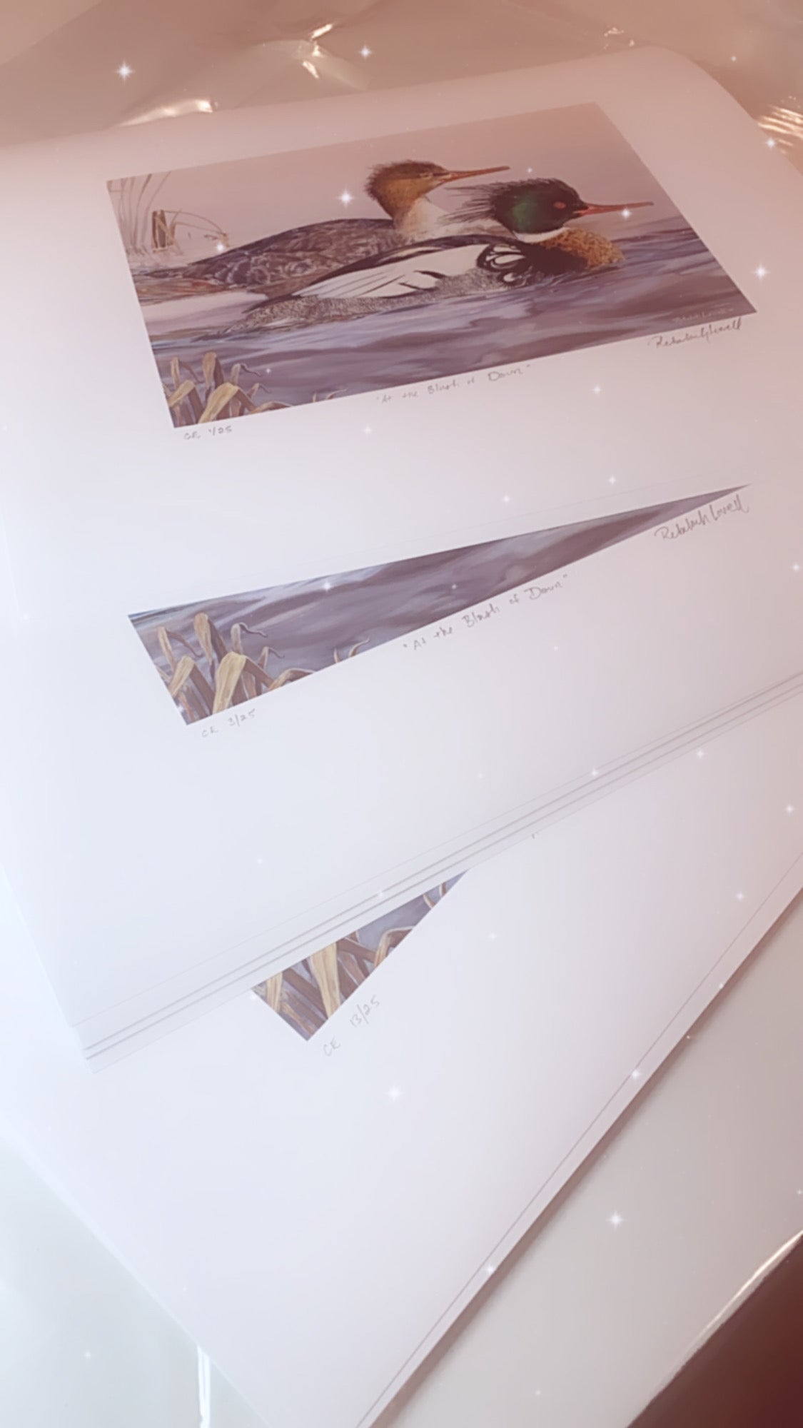 2020 Maine Duck Stamp Print, "At the Blush of Dawn",  Red-breasted Mergansers