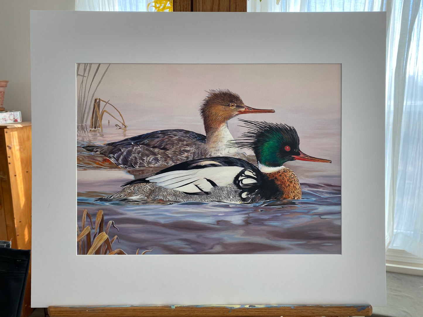 2020 Maine Duck Stamp Print, "At the Blush of Dawn",  Red-breasted Mergansers