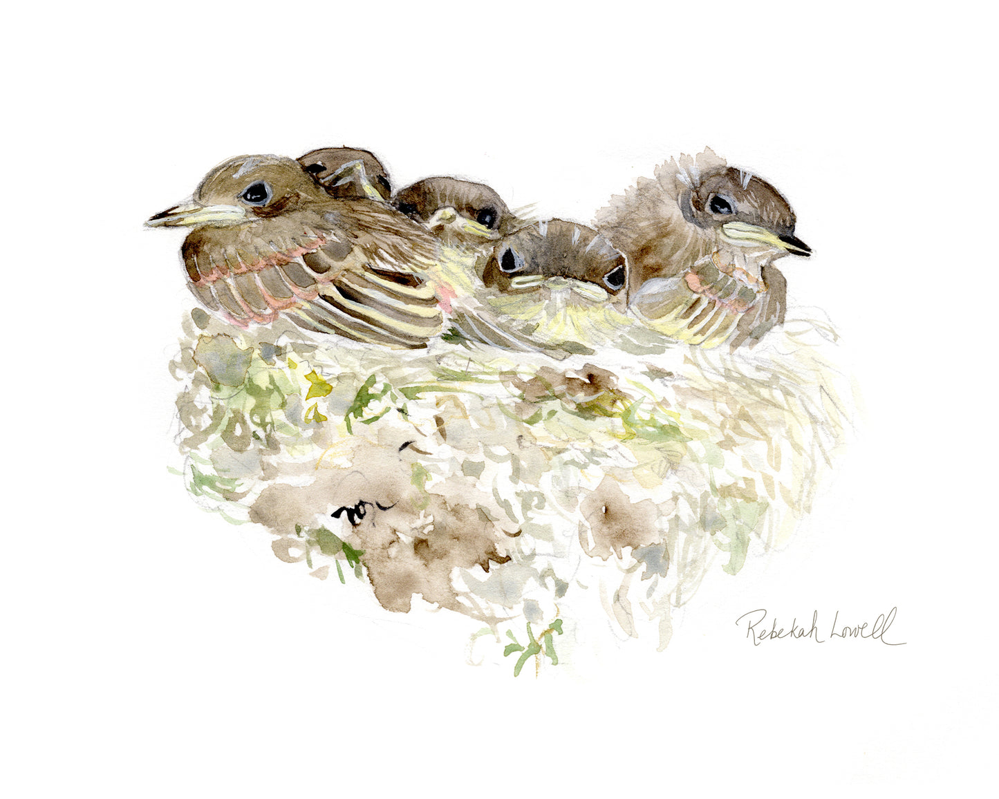 Phoebe Nestlings Art Print