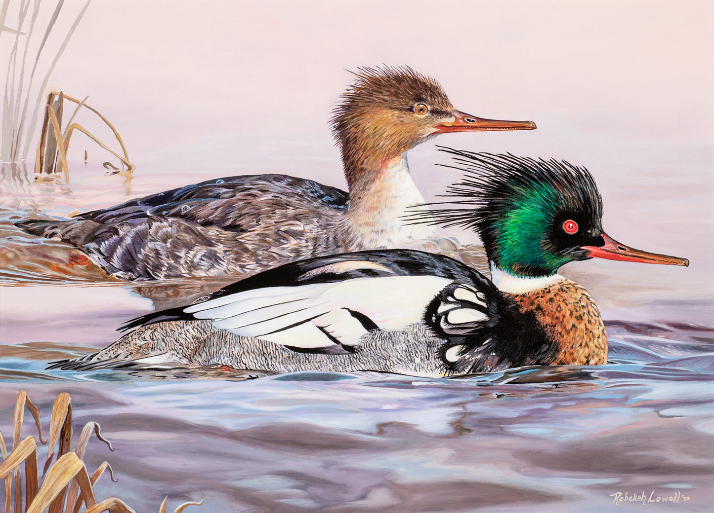 2020 Maine Duck Stamp Print, "At the Blush of Dawn",  Red-breasted Mergansers