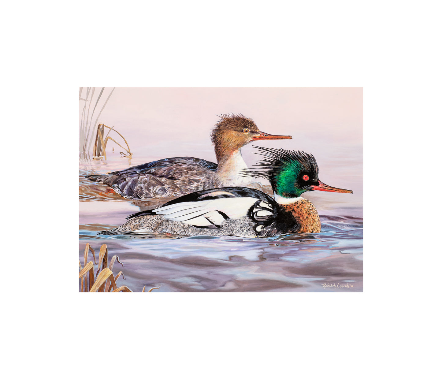 2020 Maine Duck Stamp Print, "At the Blush of Dawn",  Red-breasted Mergansers