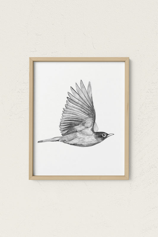 Flying Robin Art Print