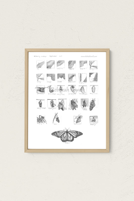 Monarch Metamorphosis Drawing a Day Print
