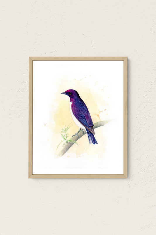Violet-Backed Starling Art Print