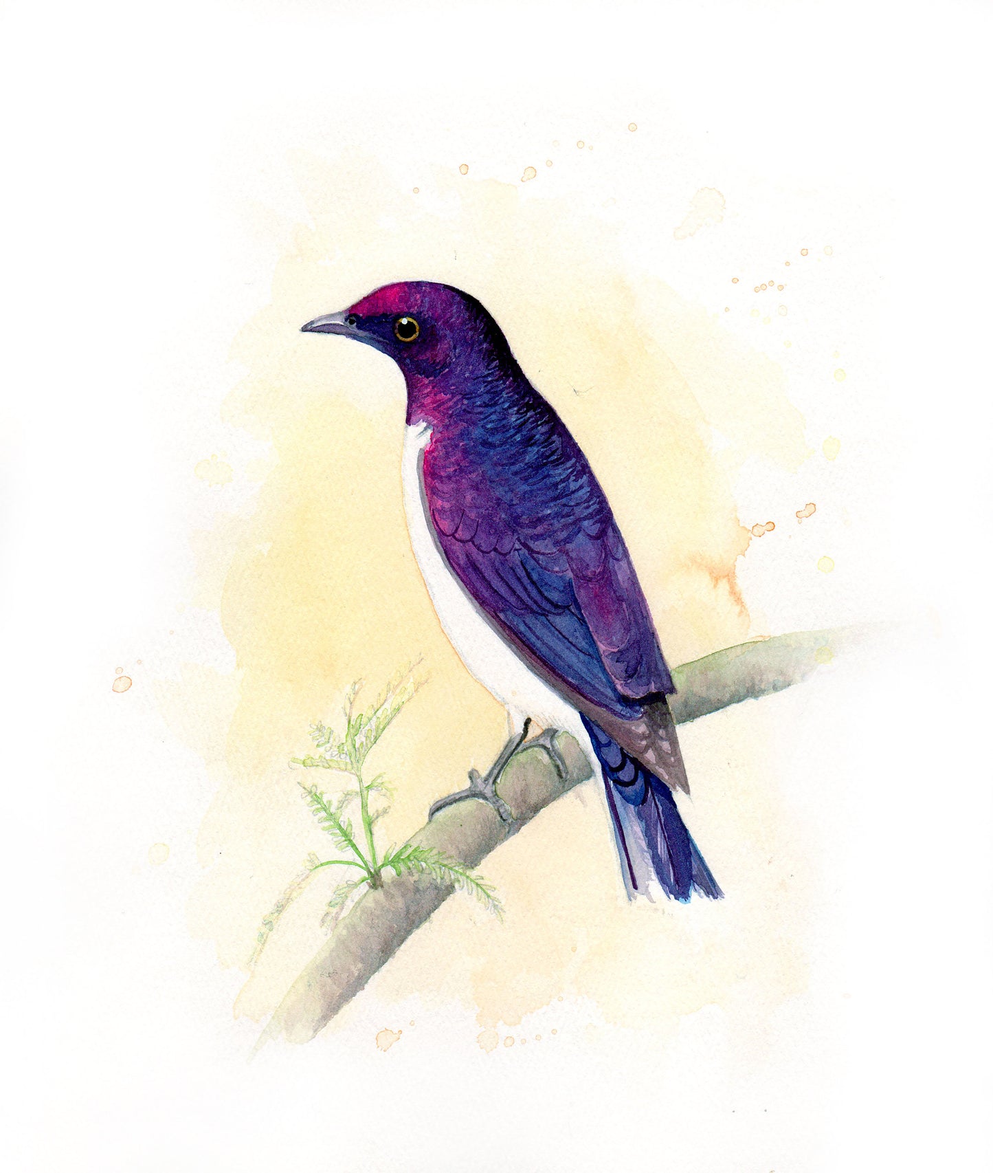Violet-Backed Starling Art Print