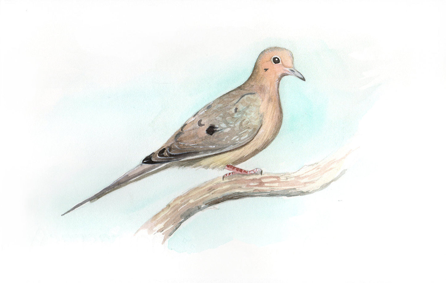 Mourning Dove Print