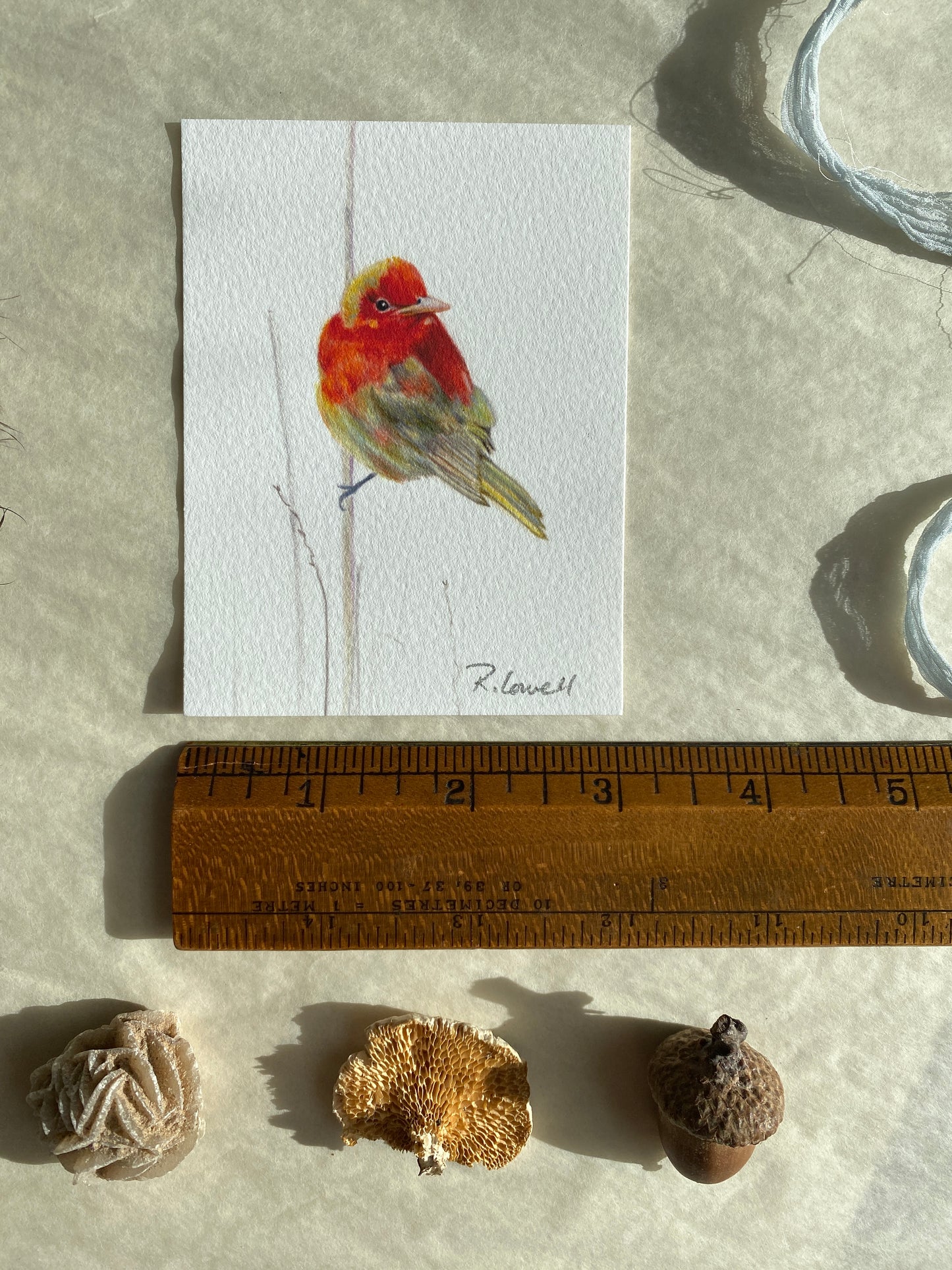Summer Tanager Little Print
