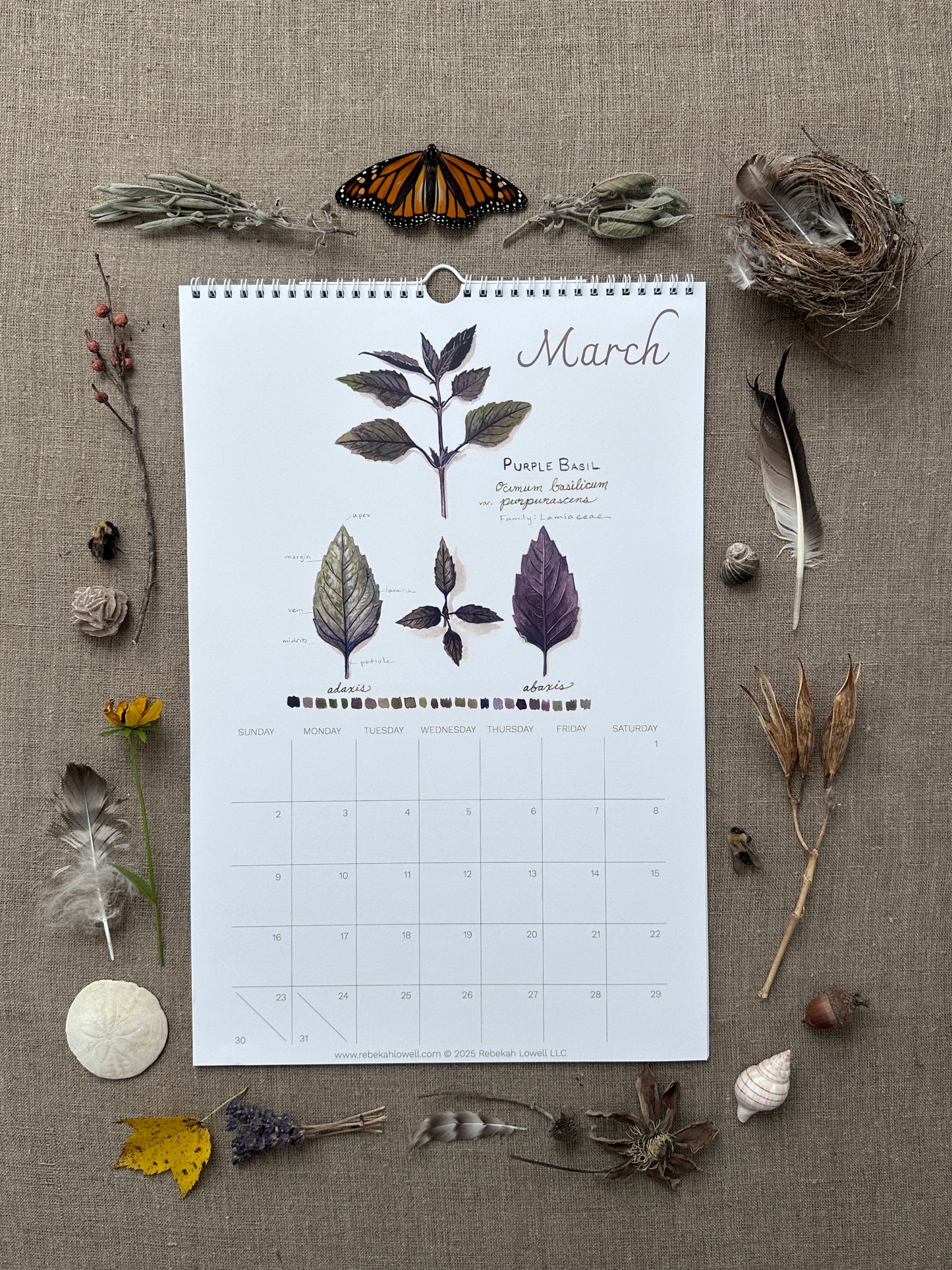 A Year in Nature 2025 Wall Calendar by Rebekah Lowell