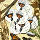 Monarch Butterfly Eclosing Vinyl Sticker Metamorphosis "Work in progress."
