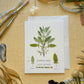 Common Sage Botanical Blank Notecard