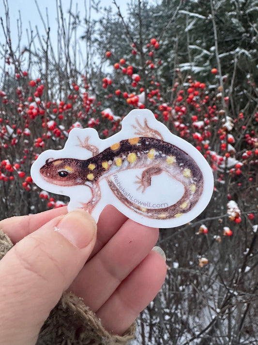 Yellow Spotted Salamander Decal Bumper Sticker