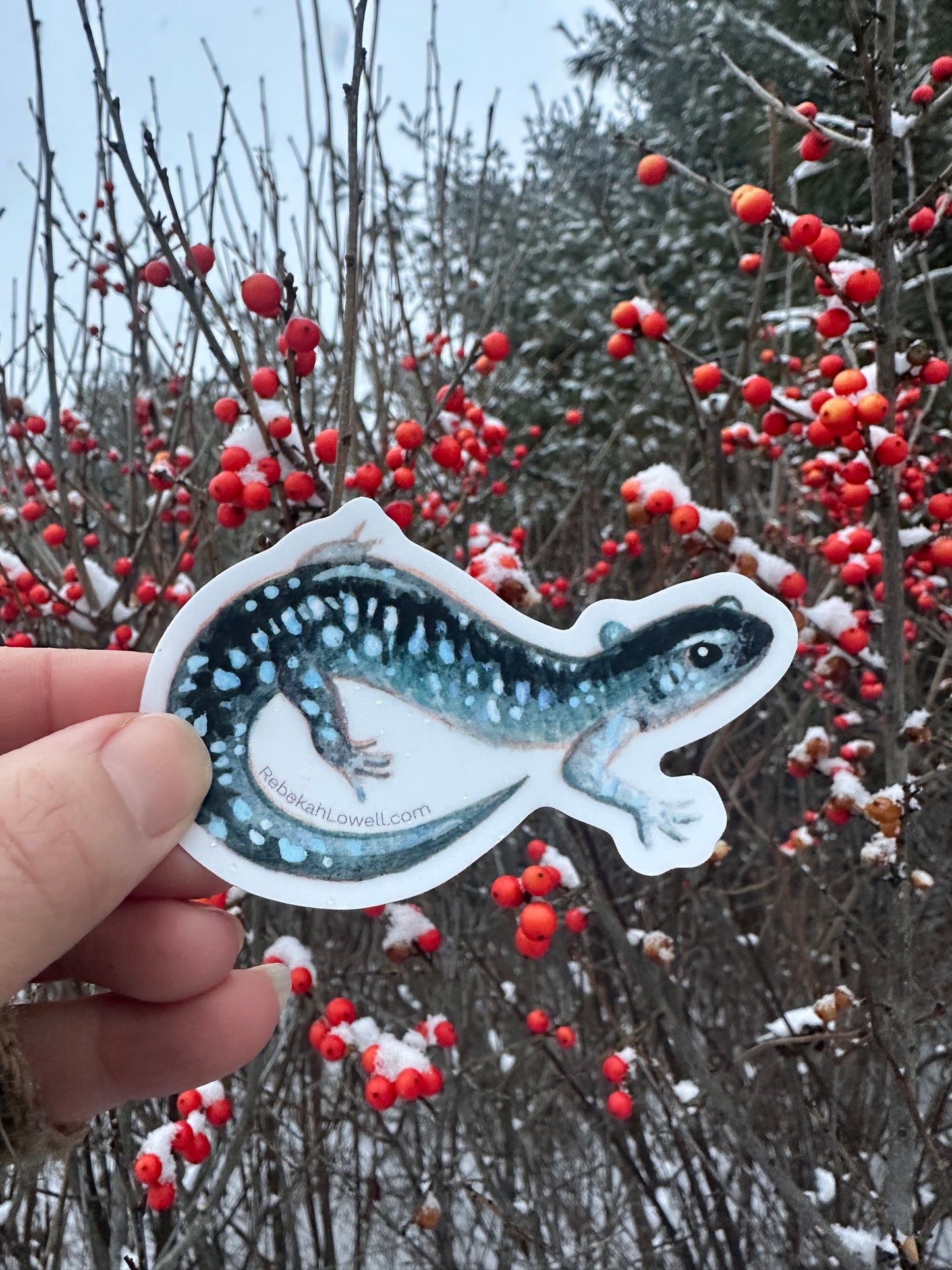 Blue Spotted Salamander Decal Bumper Sticker