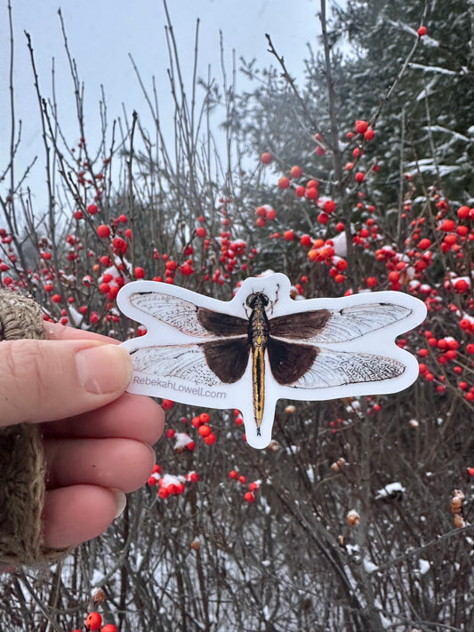 Widow Skimmer Dragonfly Decal Bumper Sticker
