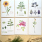 Boxed Set of Six Blank Notecards, Botanical Collection