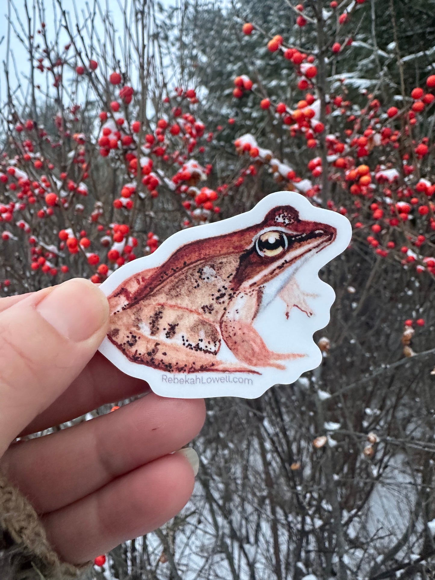 Wood Frog Decal Bumper Sticker