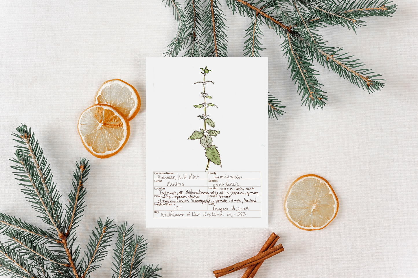 American Wild Mint Wildflower Print