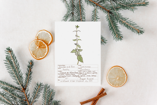 American Wild Mint Wildflower Print