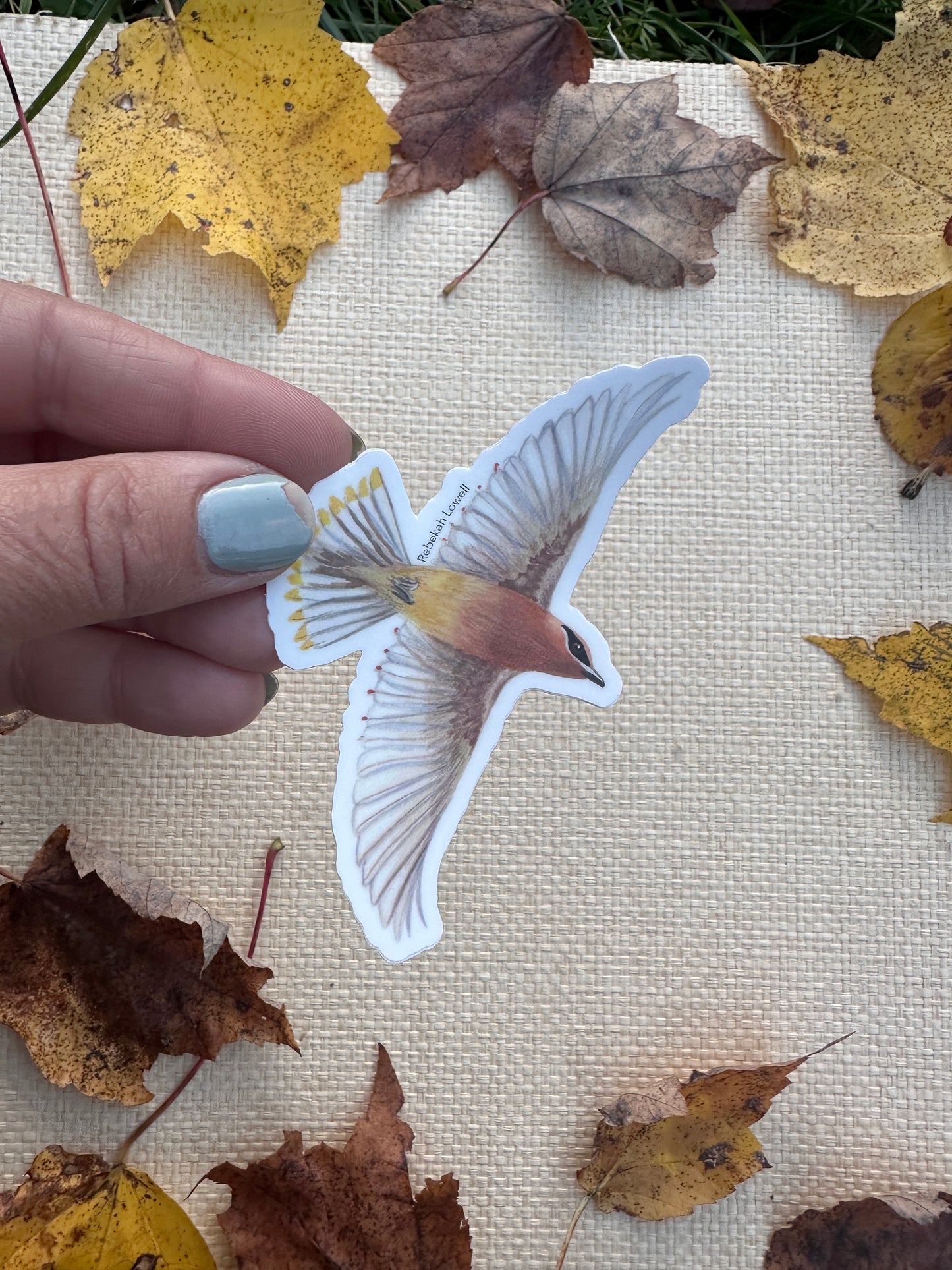 Bird Sticker Pack for Birdability Week