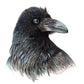 Raven Decal Bumper Sticker