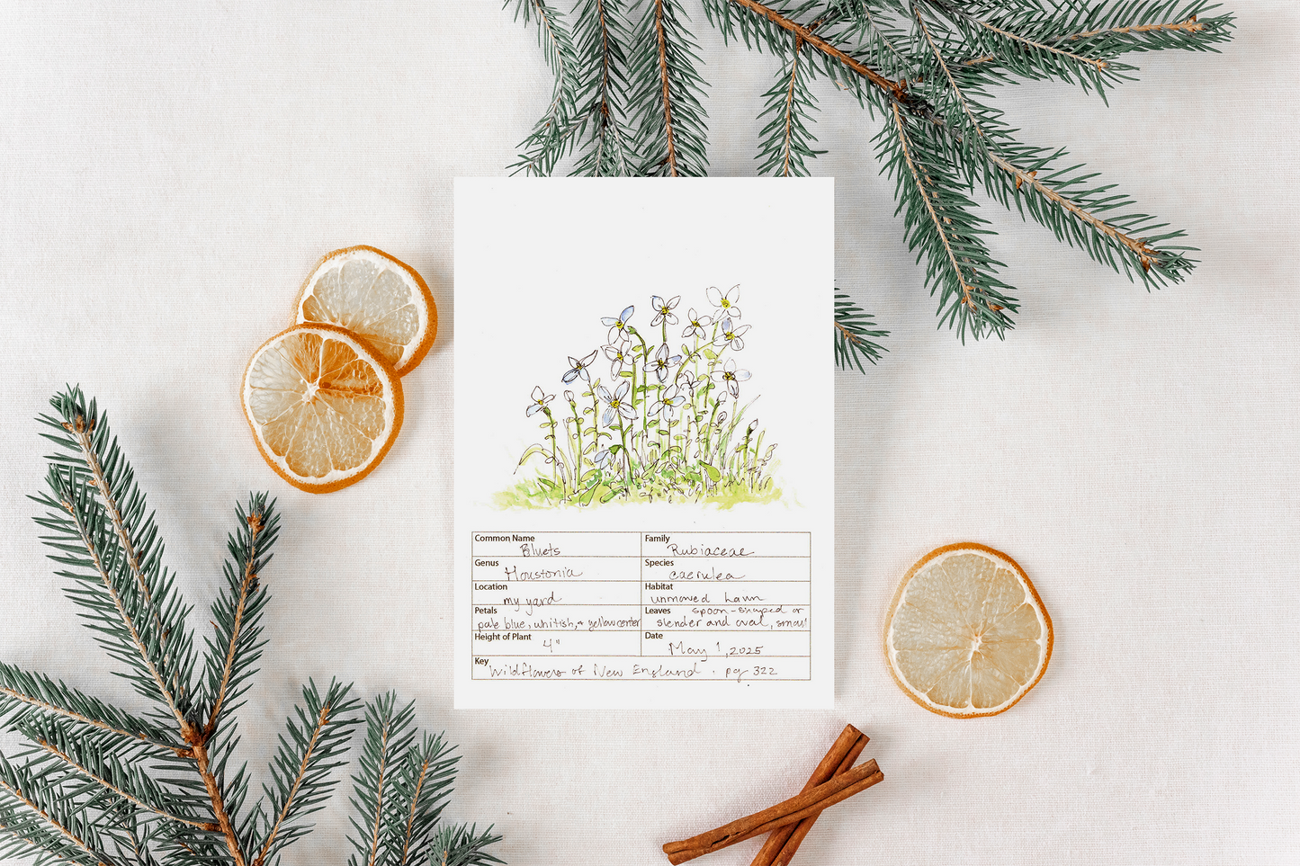 Bluets Wildflower Print