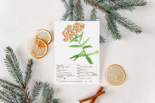 Butterfly Weed Wildflower Print