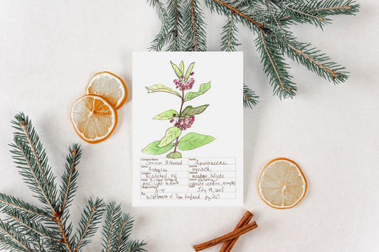 Common Milkweed Wildflower Print