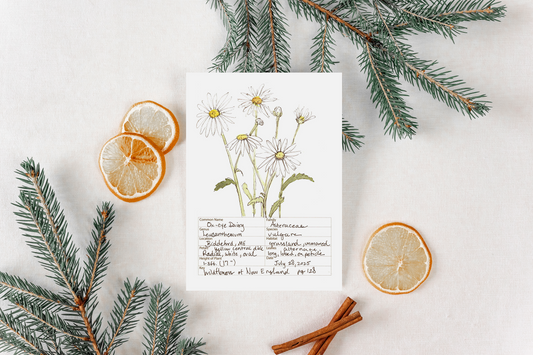 Daisies Wildflower Print