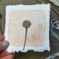 Echinacea Botanical Mini Original Painting