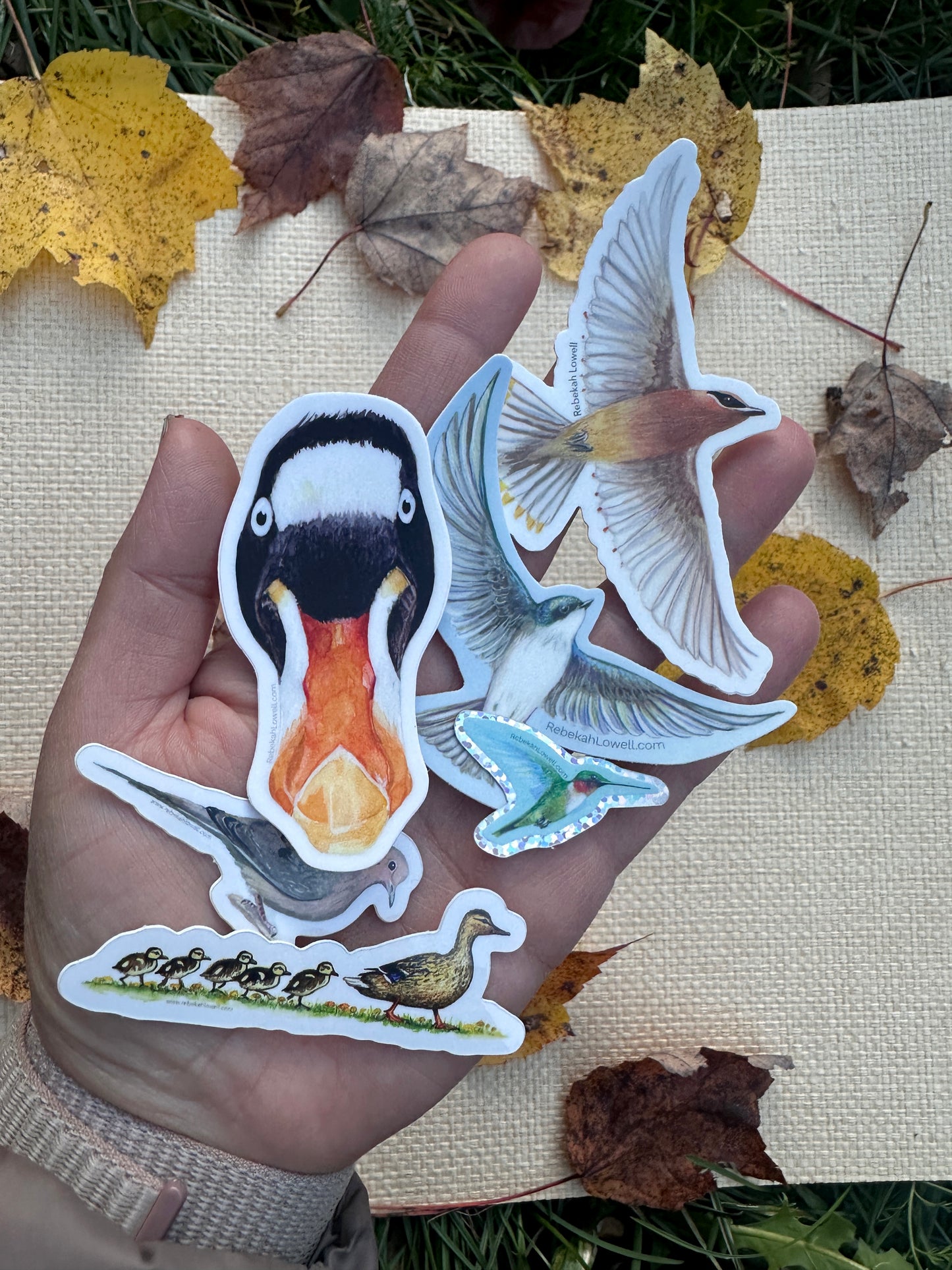 Bird Sticker Pack for Birdability Week