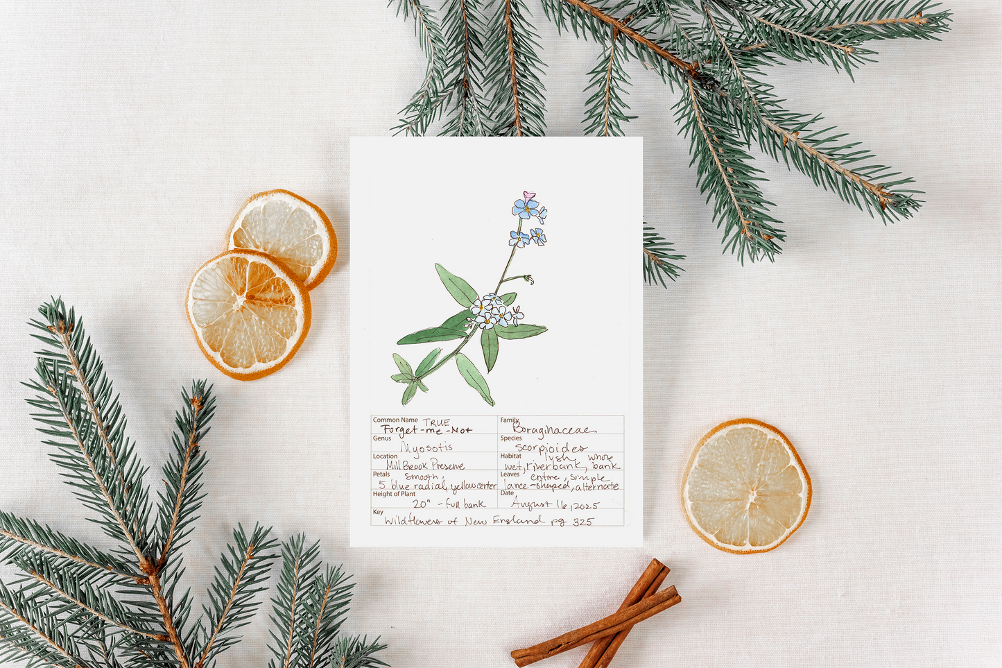 True Forget-Me-Not Wildflower Print