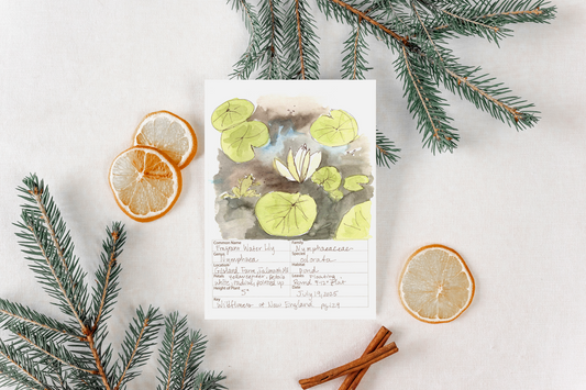 Fragrant Water Lily Wildflower Print