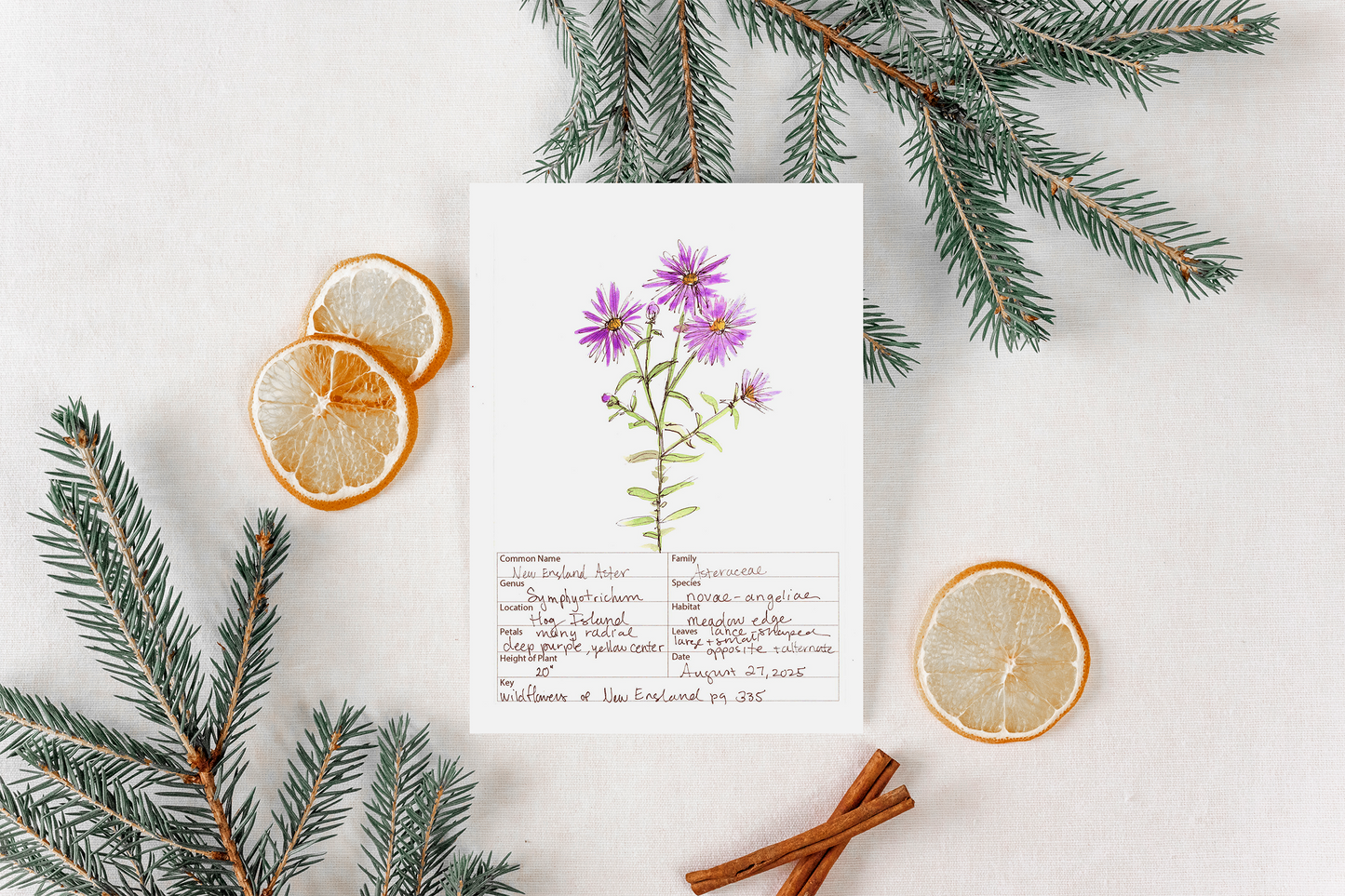 New England Aster Wildflower Print