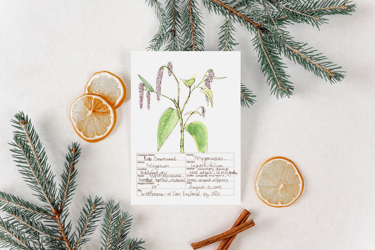 Pale Smart Weed Wildflower Print