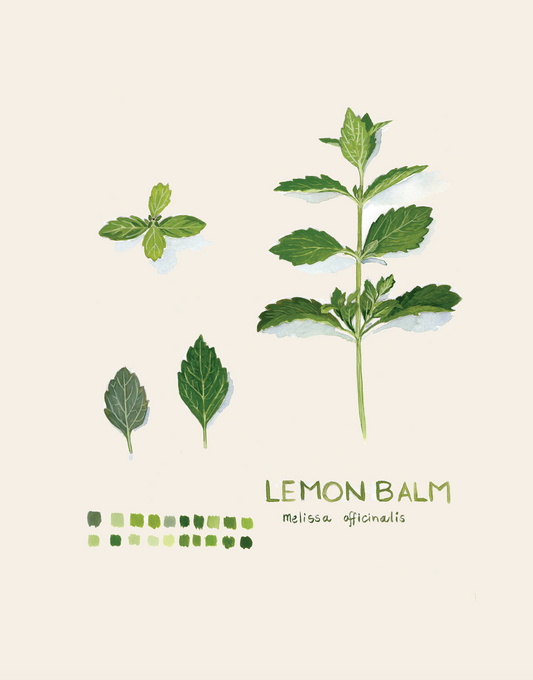 Lemon Balm Botanical Blank Notecard (pre-order)