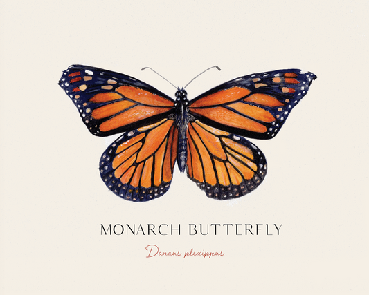 Monarch Natural Science Illustration Blank Notecard (pre-order)