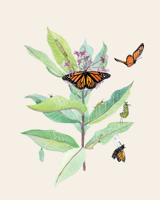 Monarchs and Milkweed Natural Science Illustration Blank Notecard (pre-order)