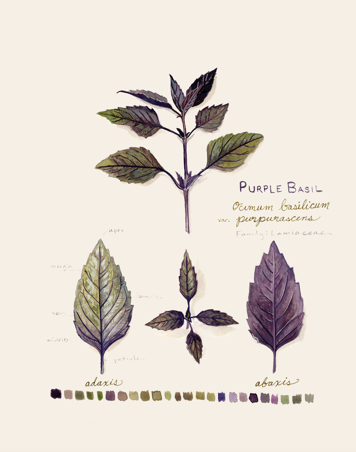 Purple Basil Blank Notecard (pre-order)